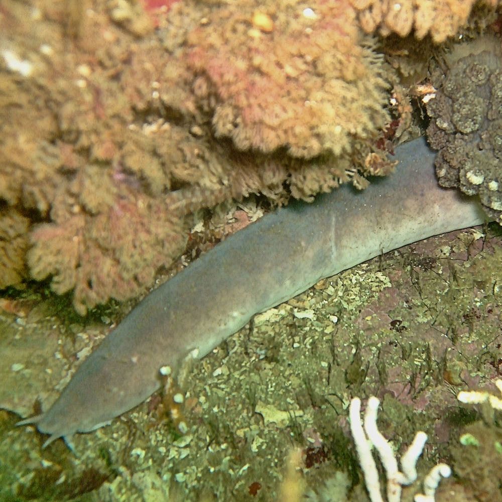 Eptatretus hexatrema (Müller, 1836)